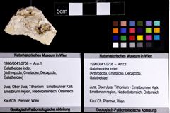 Foto (Objket + Etiketten) von Galatheoidea indet. 